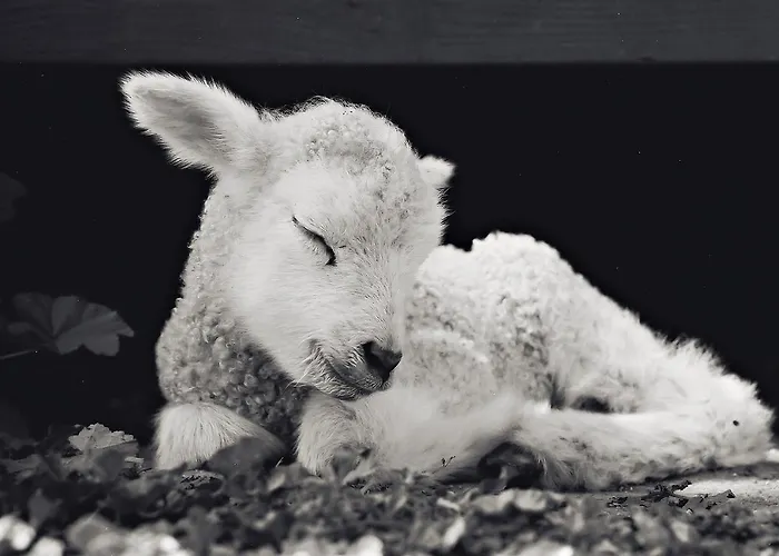 Reves De Moutons