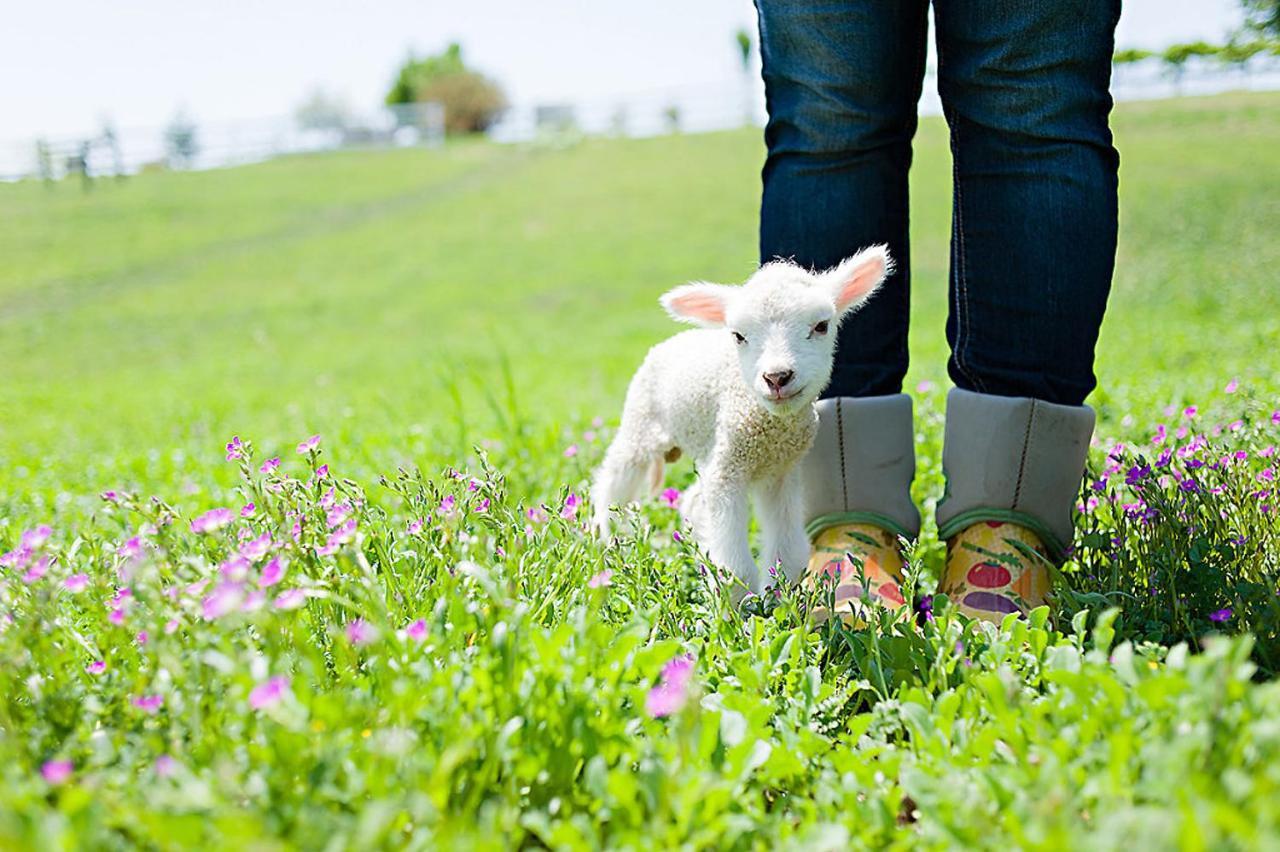 Reves De Moutons El Paso de Robles