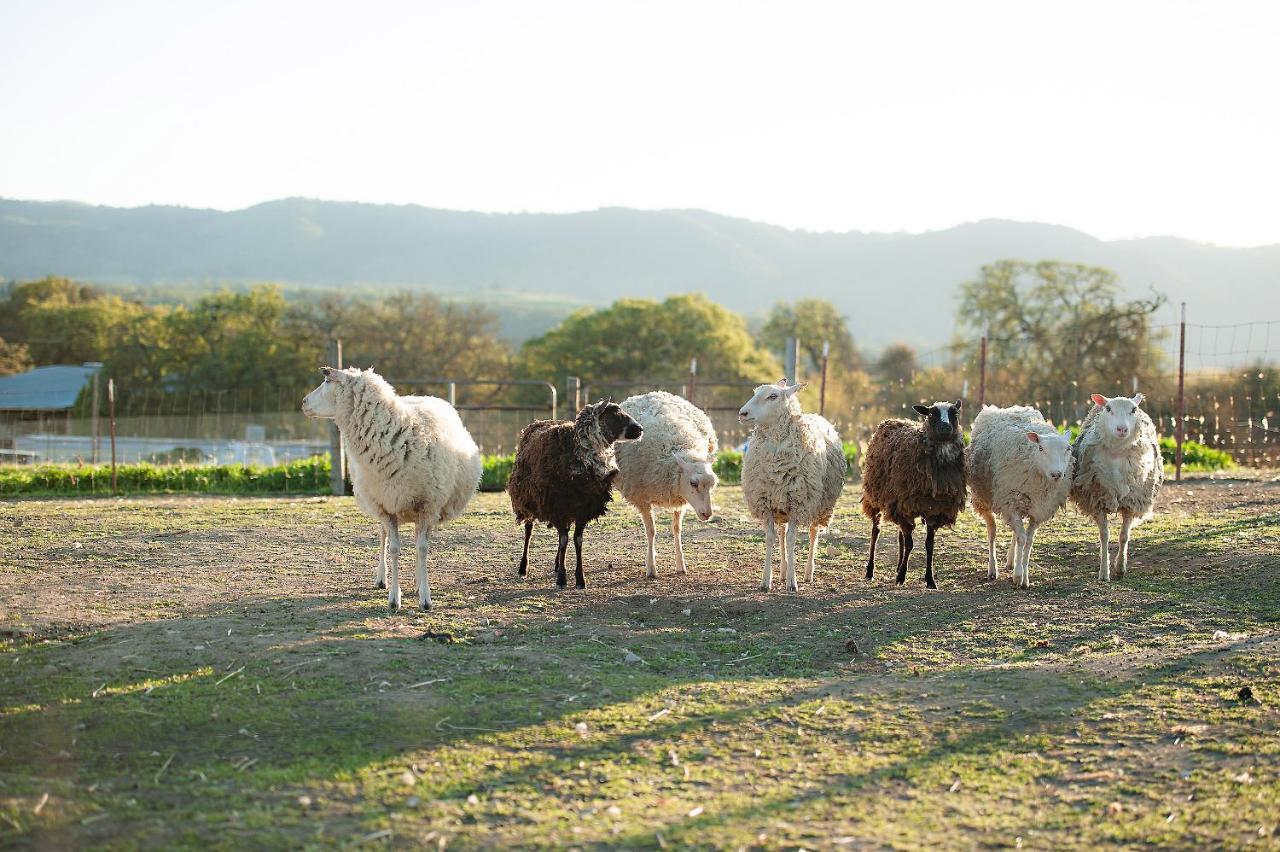 Reves De Moutons Gasthof