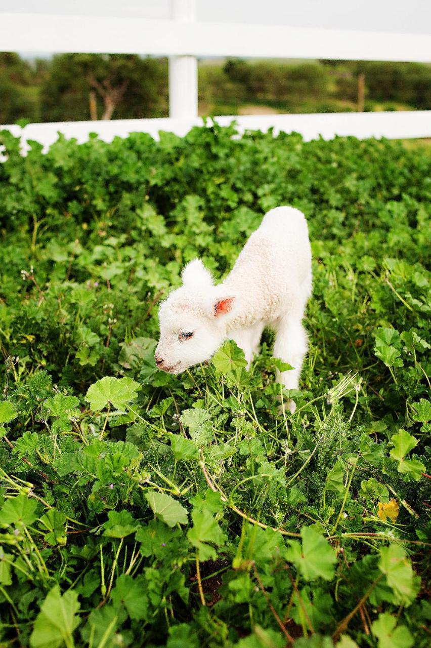 Reves De Moutons * El Paso de Robles