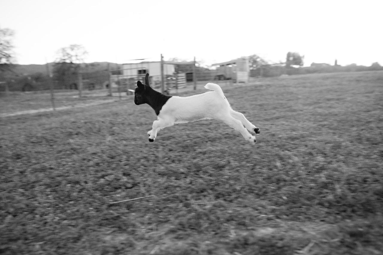 Reves De Moutons * El Paso de Robles