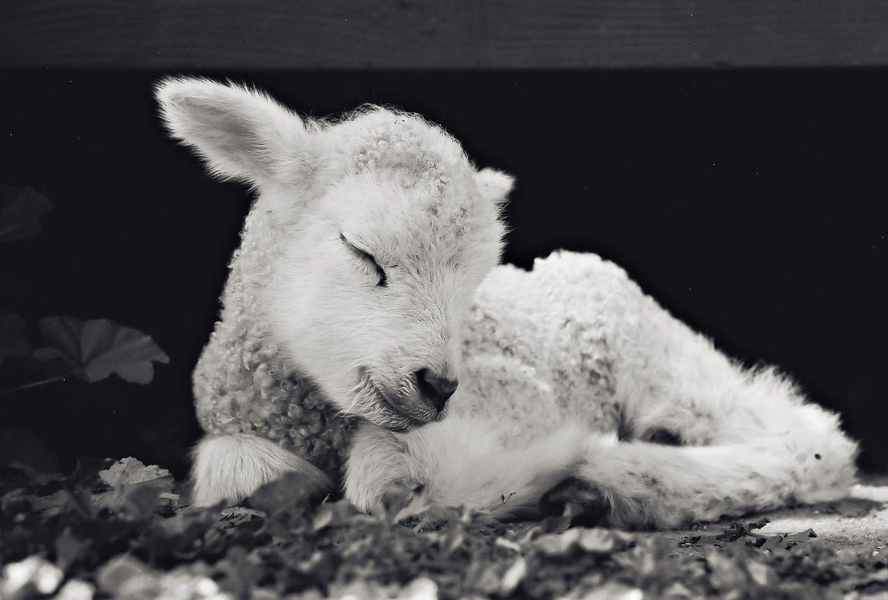 Gasthof Reves De Moutons