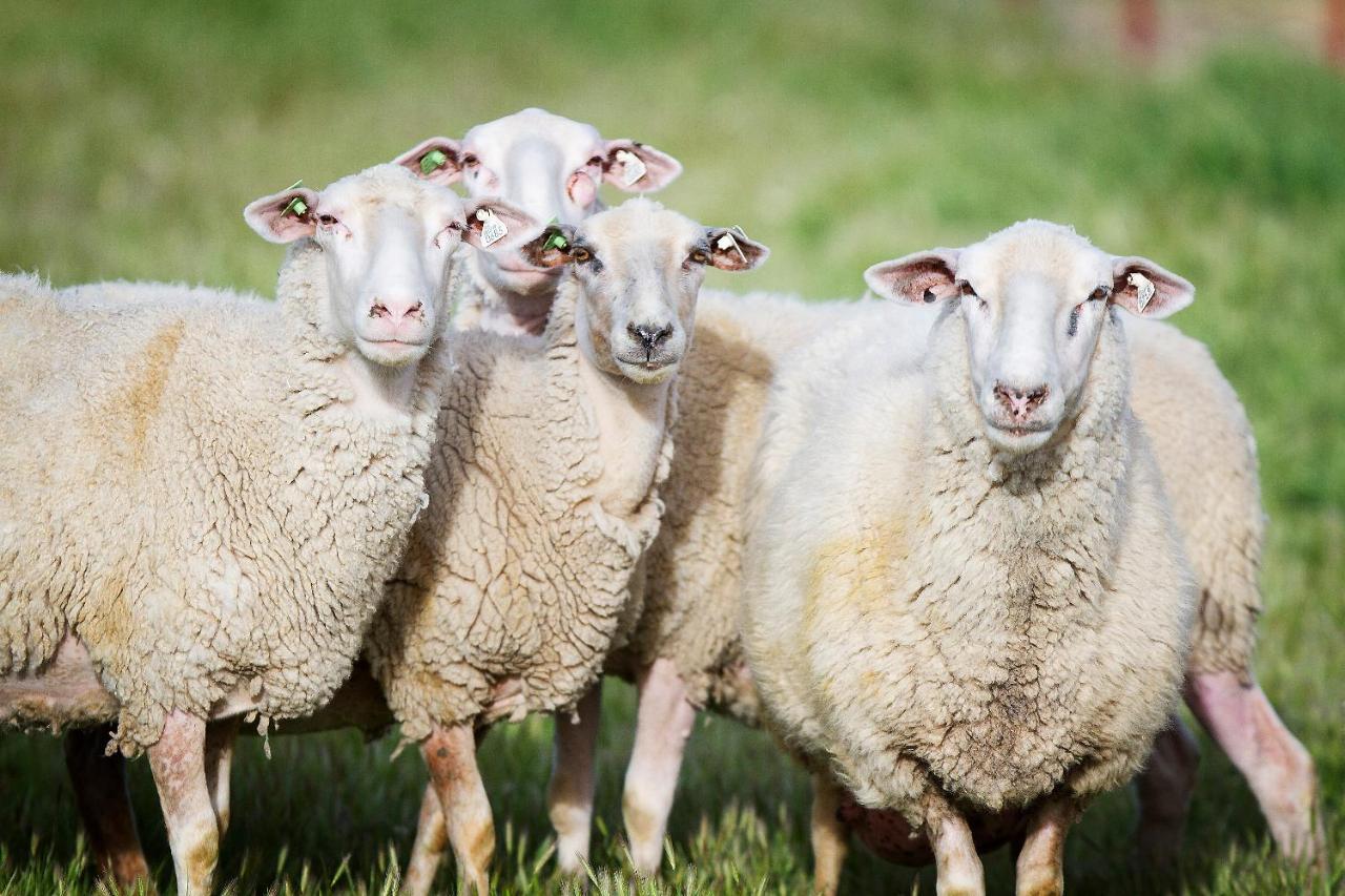 Reves De Moutons * El Paso de Robles