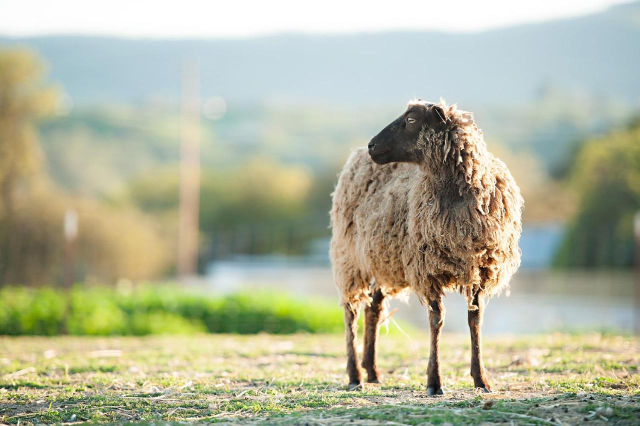 Gasthof Reves De Moutons *