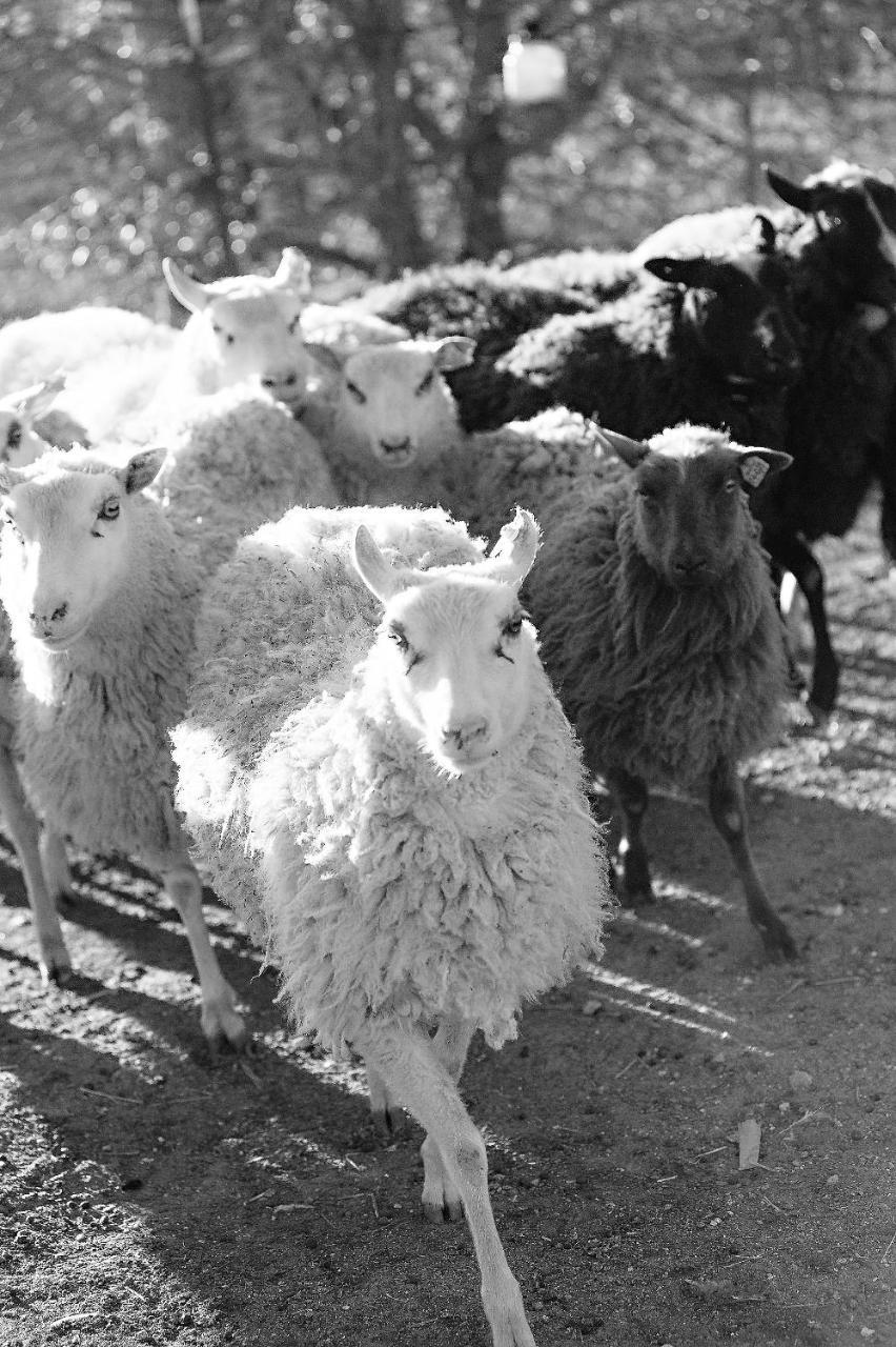 Reves De Moutons Gasthof El Paso de Robles