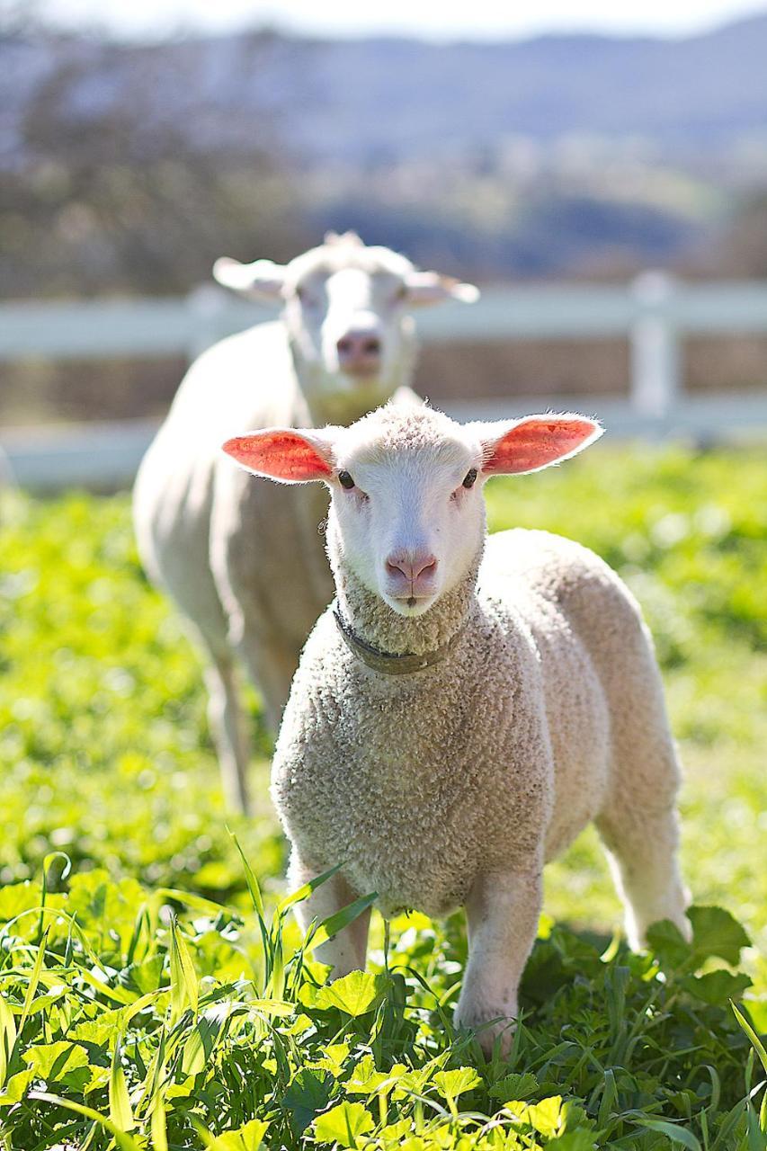 Reves De Moutons Gasthof El Paso de Robles