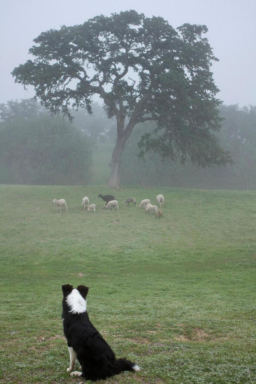 Reves De Moutons El Paso de Robles