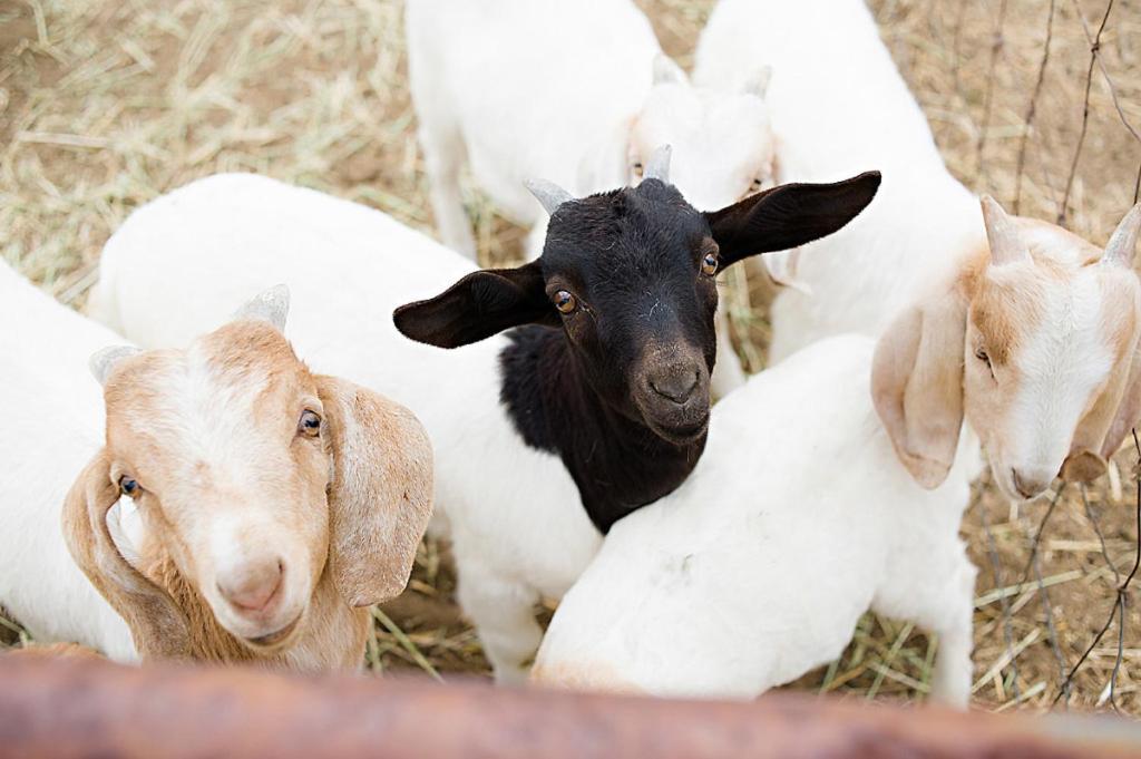 Reves De Moutons * El Paso de Robles