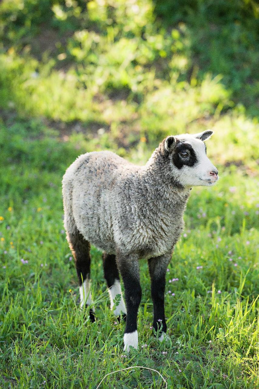 Reves De Moutons * El Paso de Robles