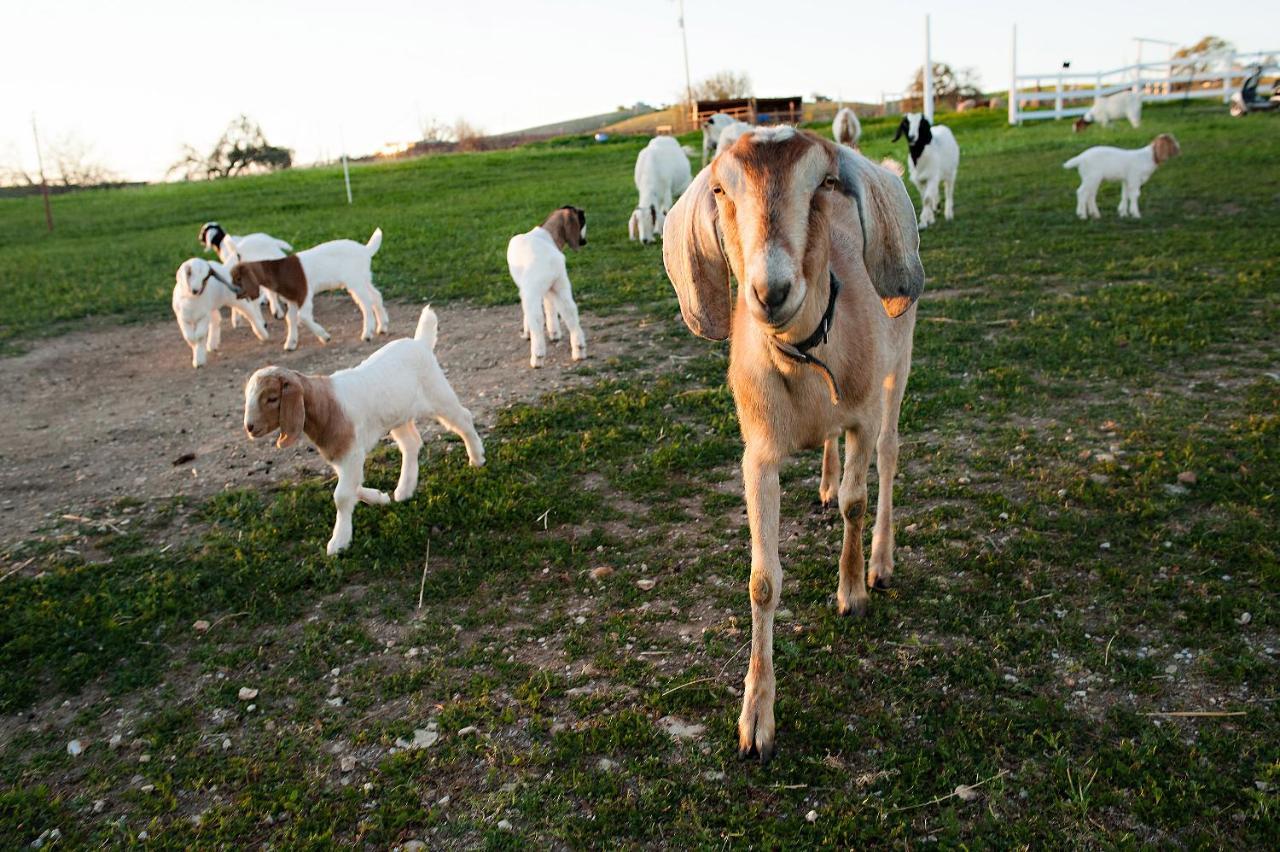 Inn Reves De Moutons