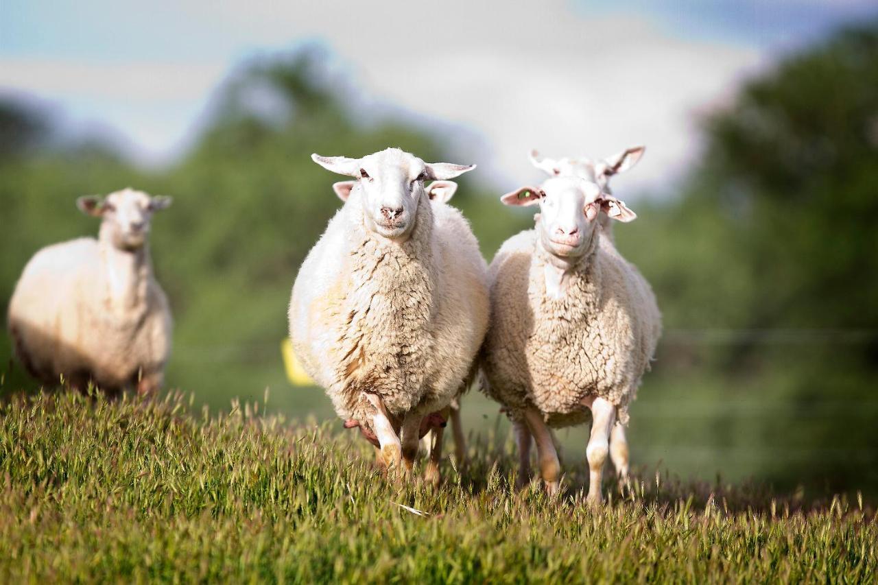 Reves De Moutons El Paso de Robles